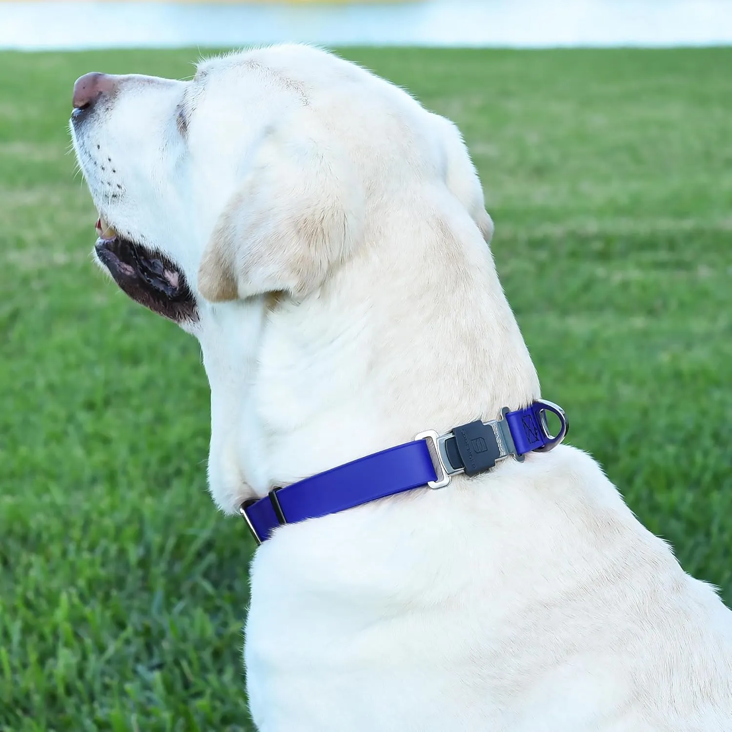 Dogline Biothane Waterproof Dog Collar with Herm Sprenger Stainless Steel Quick Release Buckle  Heavy Duty Tactical Durable Collar for Dogs  Comfortable and Safe Pet Collar W 3/4" L 12-19" Blueberry
