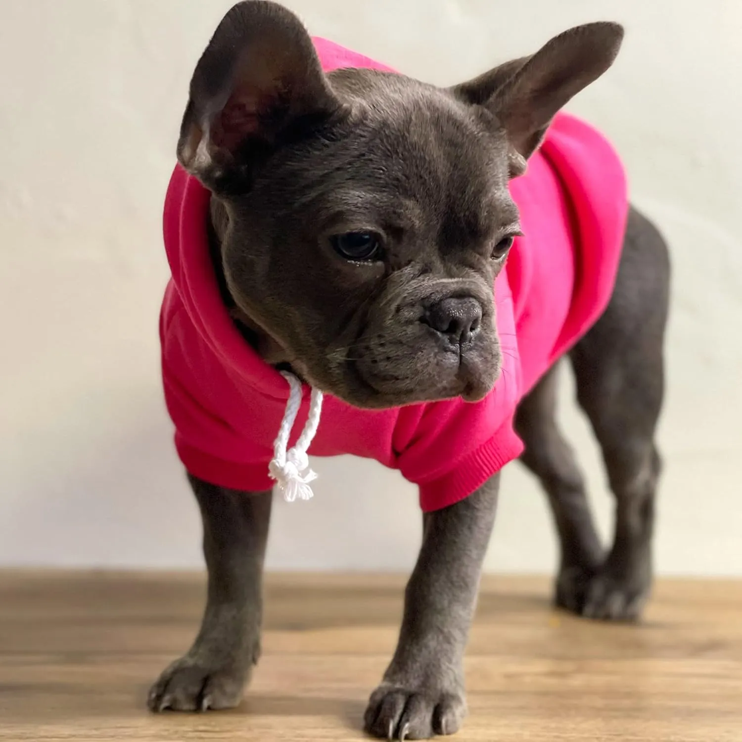 It's My Gotcha Day Dog Hoodie Fleece Lined Pullover Sweatshirt with Leash Hole(Royal Blue, Medium 12)