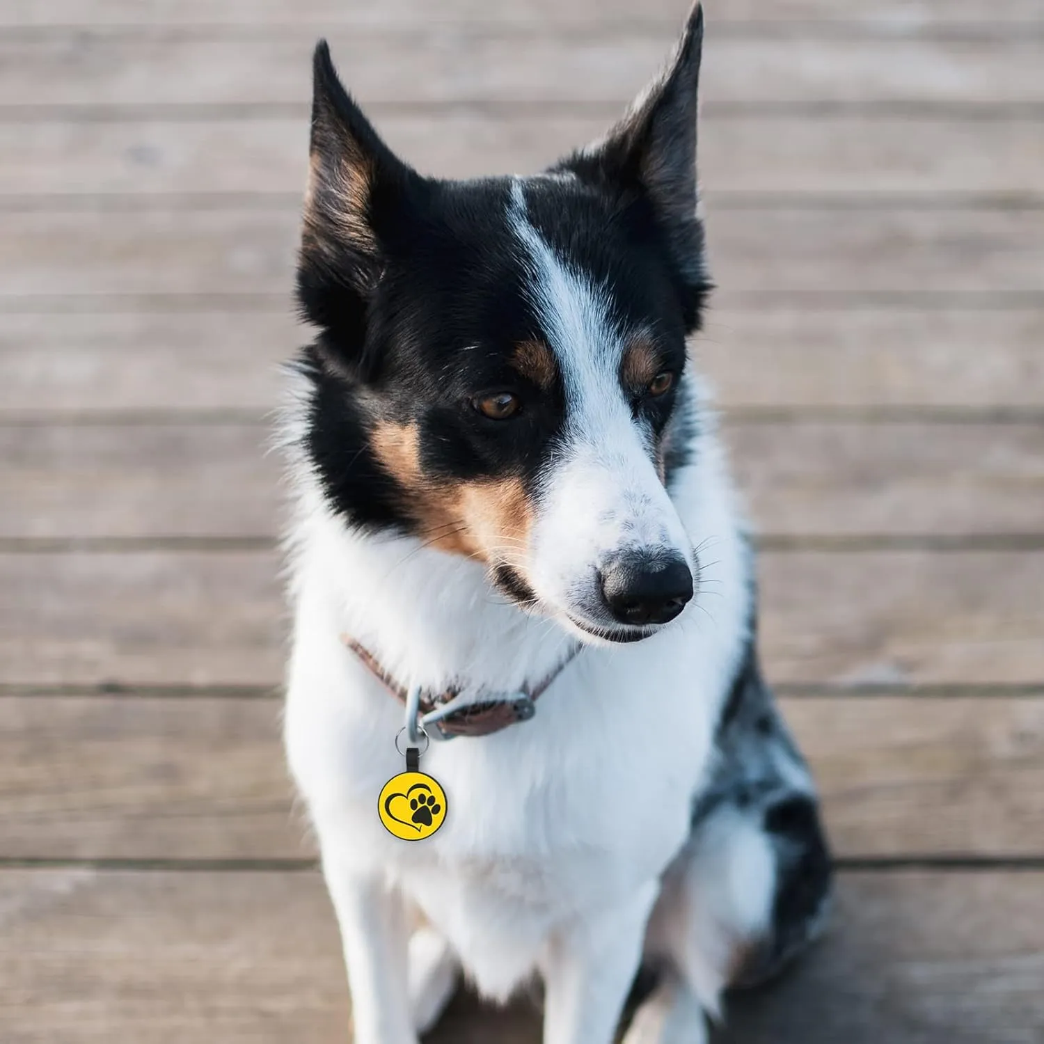 MYLUCKYTAG QR Code Silicone Pet ID Tag for Dogs and Cats - Online Profile, Location Alert Email, Digital Tag, Quiet and Durable Collar Tag, Engraved