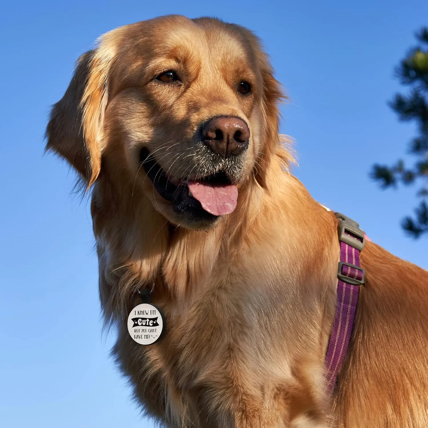 MYLUCKYTAG QR Code Silicone Pet ID Tag for Dogs and Cats - Online Profile, Location Alert Email, Digital Tag, Quiet and Durable Collar Tag, Engraved