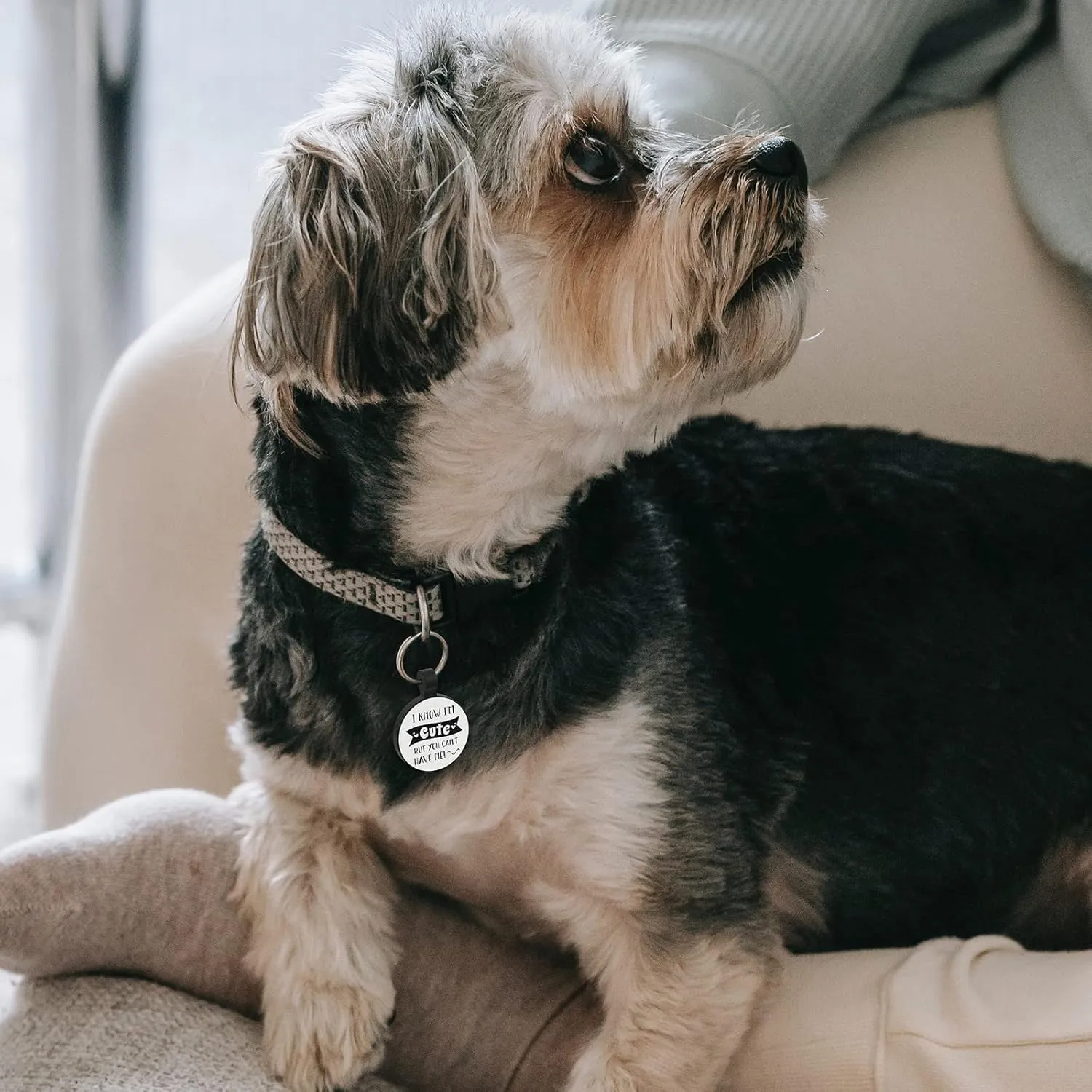 MYLUCKYTAG QR Code Silicone Pet ID Tag for Dogs and Cats - Online Profile, Location Alert Email, Digital Tag, Quiet and Durable Collar Tag, Engraved