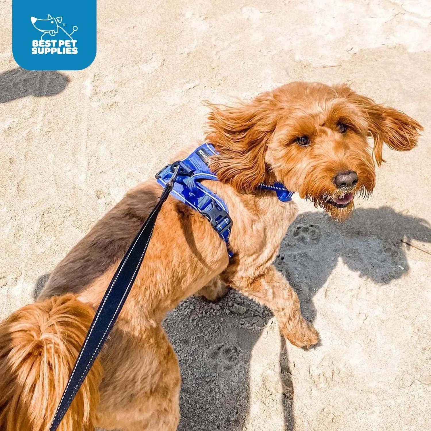 No Pull Dog Harness for Small Dogs, Dual Leash Attachments, Adjustable Soft but Strong Pet Harness with 3M Reflective Technology, Royal Blue Lattice Nylon, S (Chest: 16-20")