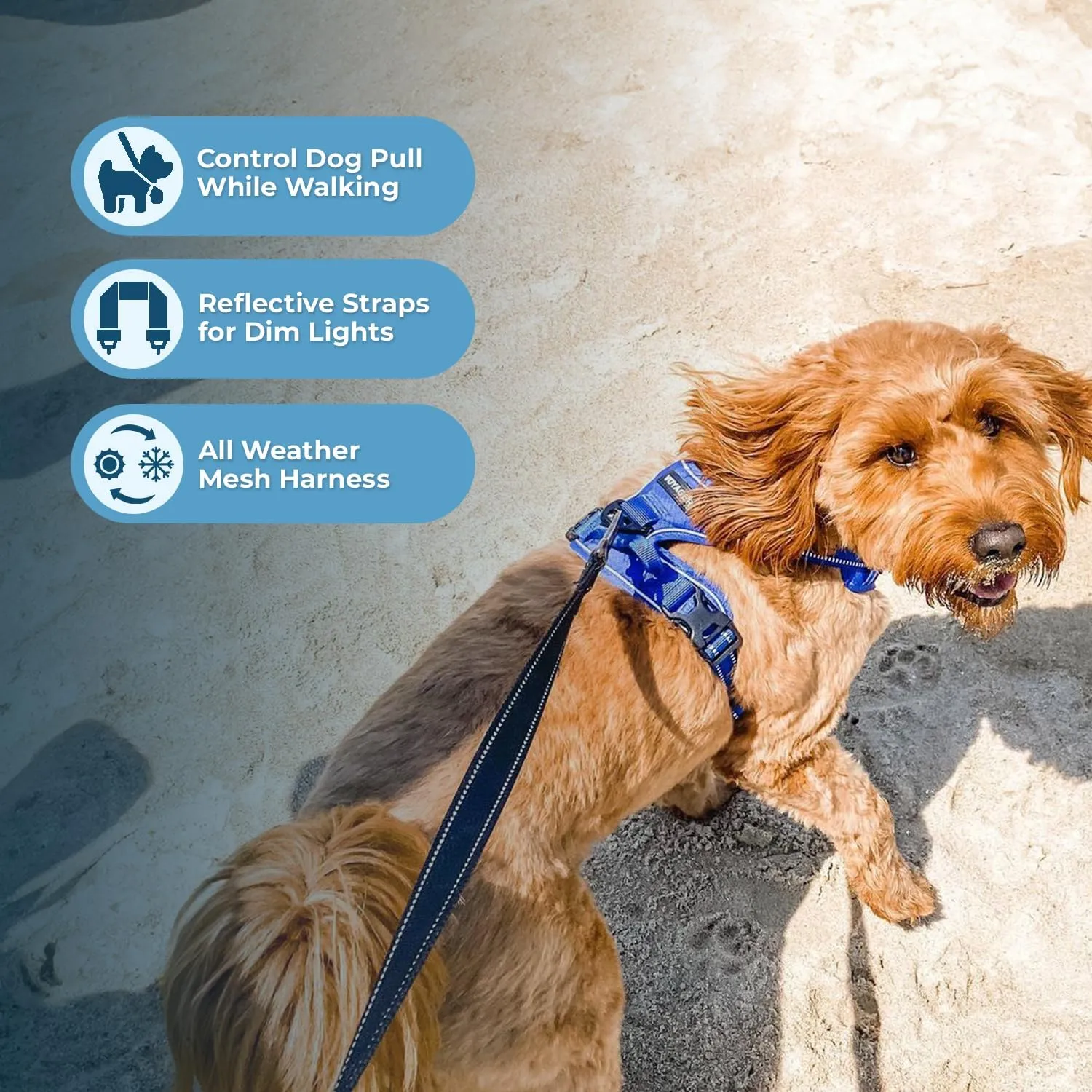 No Pull Dog Harness for Small Dogs, Dual Leash Attachments, Adjustable Soft but Strong Pet Harness with 3M Reflective Technology, Royal Blue Lattice Nylon, S (Chest: 16-20")