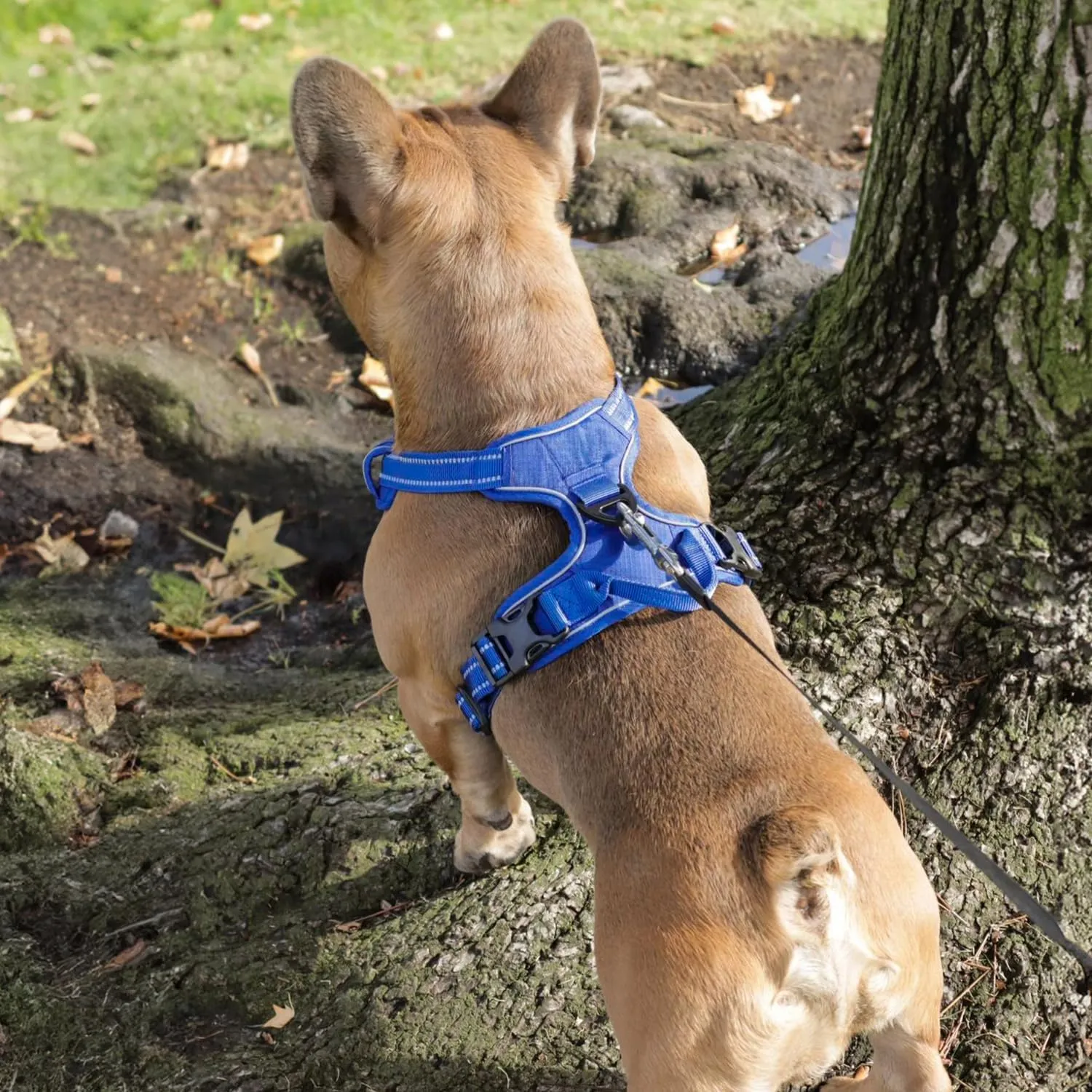 No Pull Dog Harness for Small Dogs, Dual Leash Attachments, Adjustable Soft but Strong Pet Harness with 3M Reflective Technology, Royal Blue Lattice Nylon, S (Chest: 16-20")