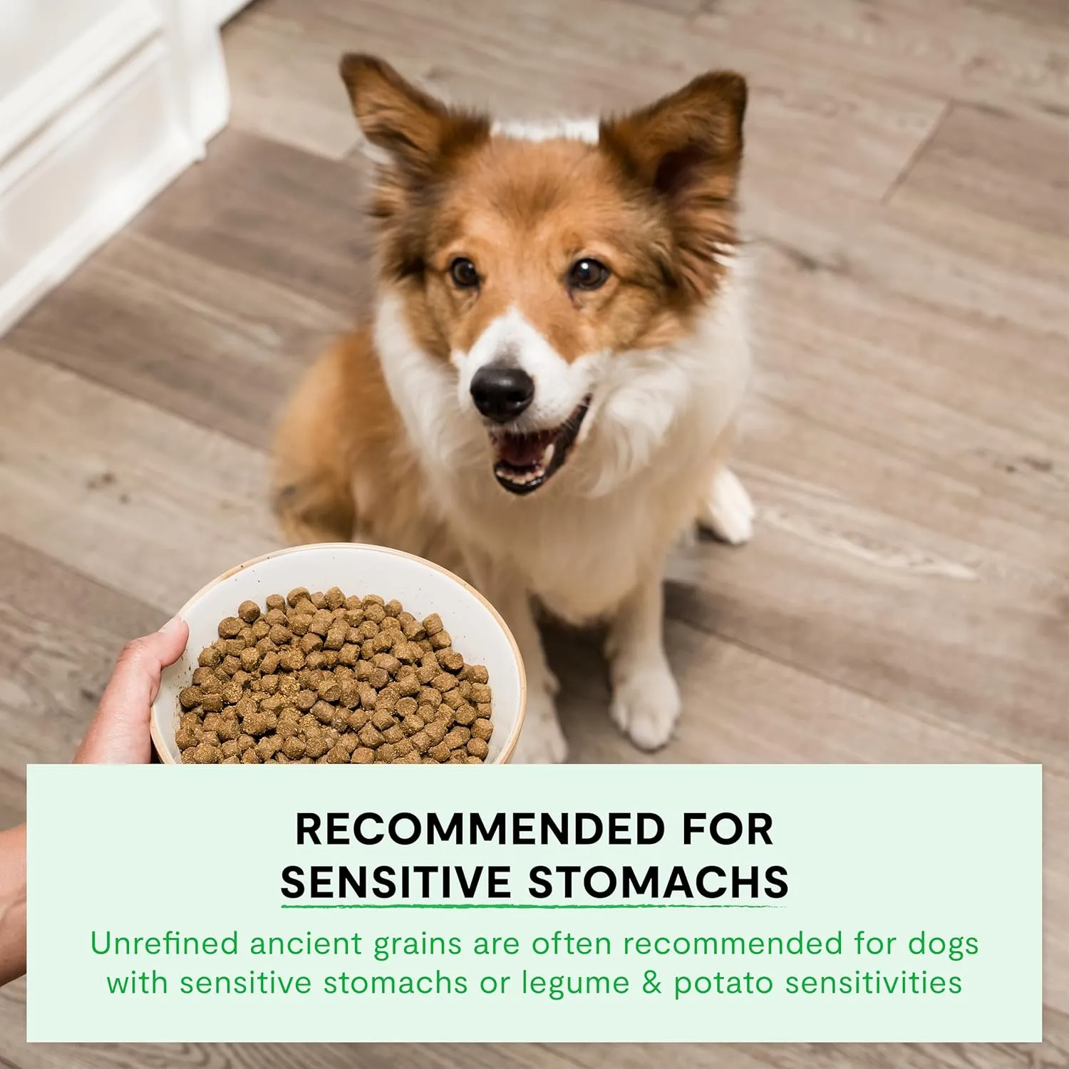 Open Farm, Ancient Grains Dry Dog Food, Protein-Rich & Nutrient Dense, 90% Animal Protein Mixed with Non-GMO Fruits, Veggies and Superfoods, Harvest Chicken Recipe, 4lb Bag