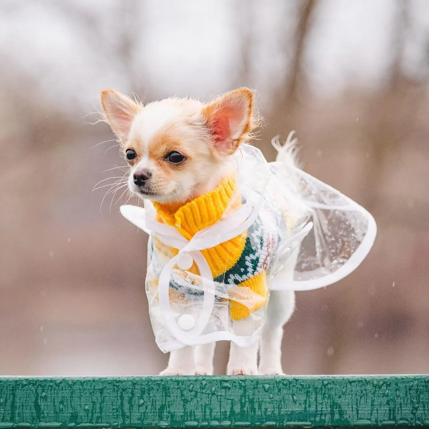 Puppy Raincoat for Small Dogs Transparency Pet Raincoat Waterproof Cloak Pet Hooded Raincoat Jacket,Size Medium