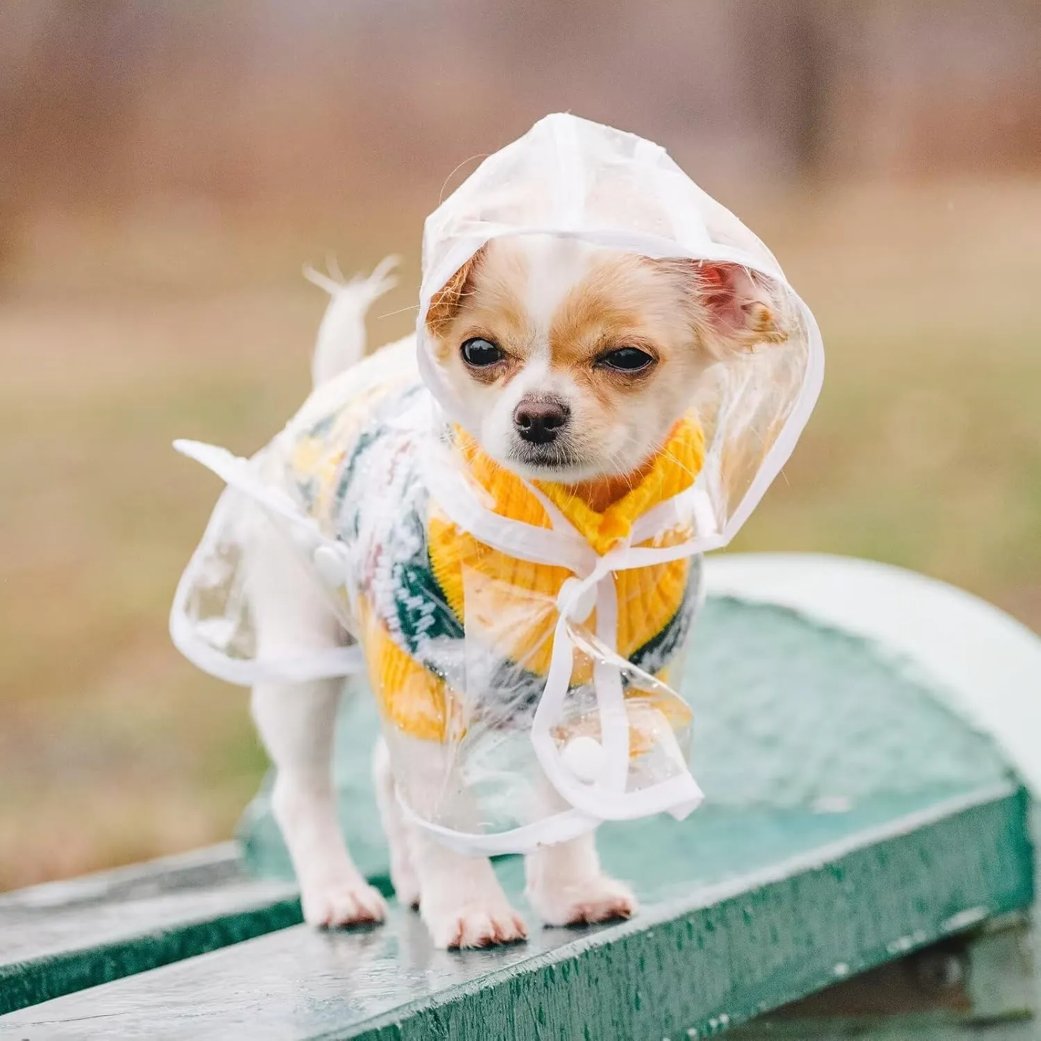 Puppy Raincoat for Small Dogs Transparency Pet Raincoat Waterproof Cloak Pet Hooded Raincoat Jacket,Size Medium